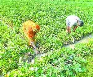 agriculture